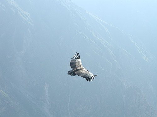 p5270115.jpg
