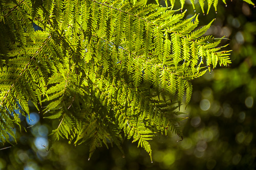 dsc_8746.jpg
