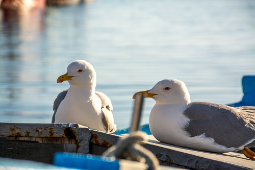 DSC_8571.jpg