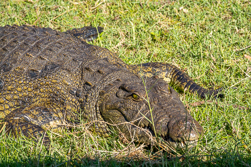 DSC_0096.jpg
