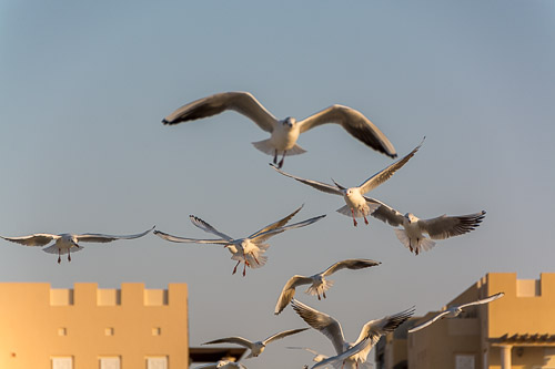 dsc_3622.jpg