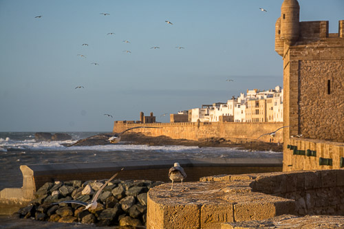 photo/essaouira/thumb/DSC_0943.jpg