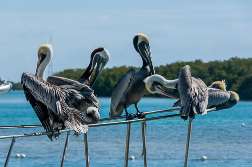 dsc_4801.jpg