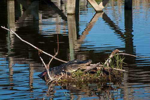 dsc_4947.jpg