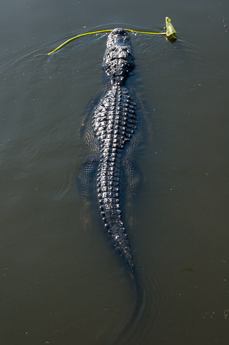 dsc_4953.jpg