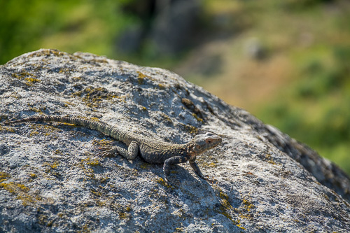 DSC_4712.jpg