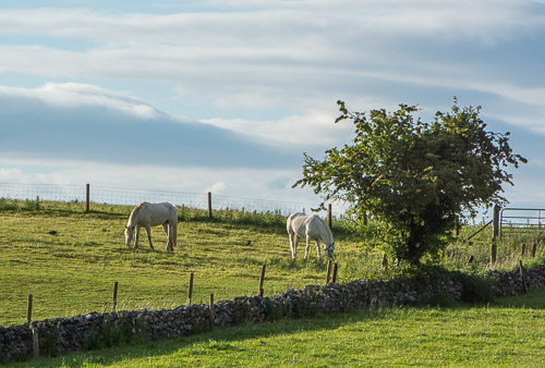 DSC_1539.jpg