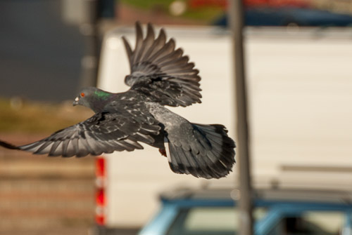 dsc_0518.jpg