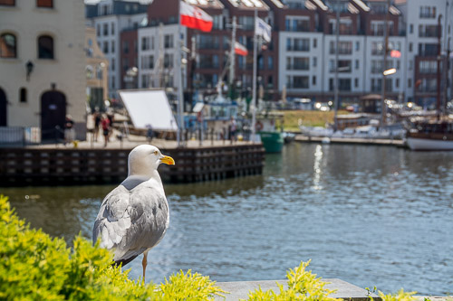 dsc_7175.jpg