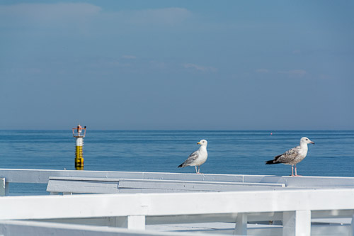 dsc_7315.jpg