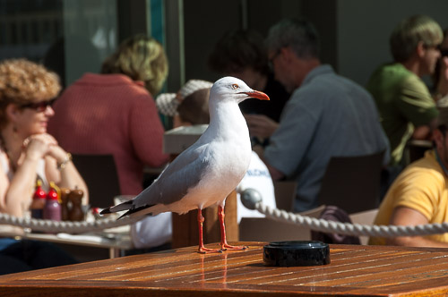 dsc_9118.jpg