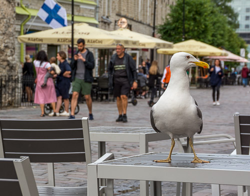 DSC_2712.jpg