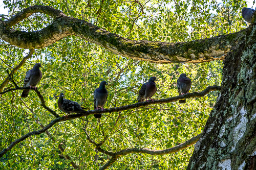 DSC_2456.jpg